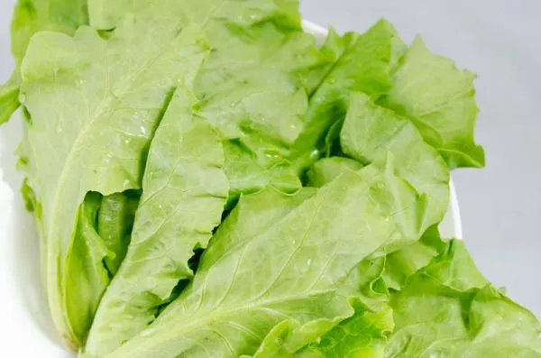 有機義大利萵苣